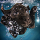 Illustration for article titled Theres emNOTHING/em cuter than these puppies swimming underwater